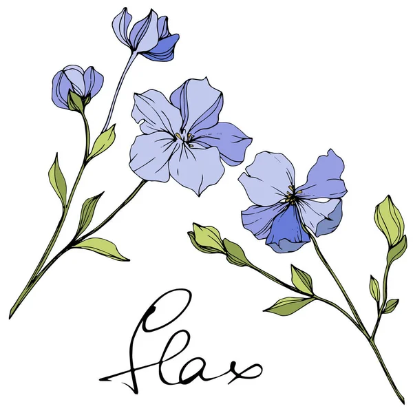 Vector Linho Azul Flores Silvestres Primavera Isoladas Branco Arte Gravada — Vetor de Stock