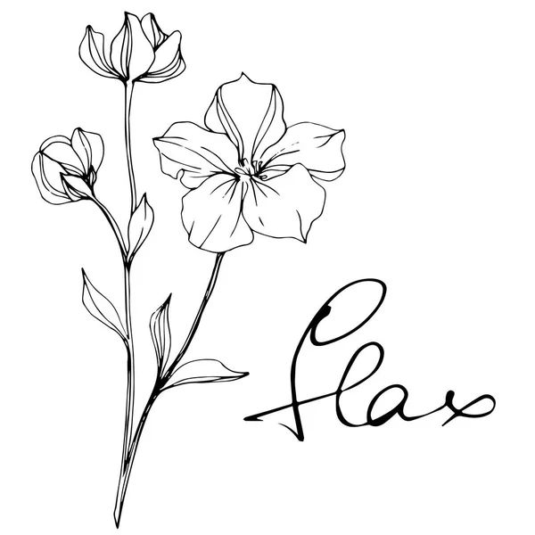 Vector Flax Flores Silvestres Aisladas Blanco Arte Tinta Grabada Blanco — Vector de stock
