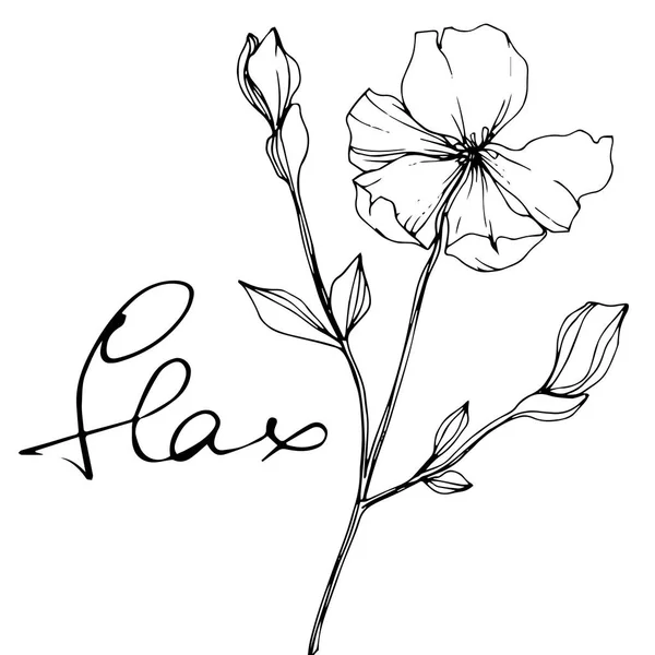 ベクトル亜麻 野生の花が白で隔離 黒と白インク アートが刻まれた のレタリング — ストックベクタ