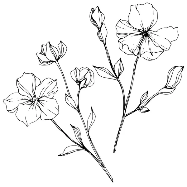 Vector Flax Flores Silvestres Aisladas Blanco Arte Tinta Grabada Blanco — Archivo Imágenes Vectoriales