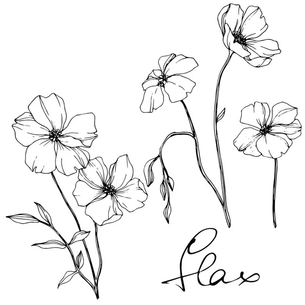 ベクトル亜麻 野生の花が白で隔離 黒と白インク アートが刻まれた のレタリング — ストックベクタ