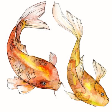 Sulu boya su sualtı renkli tropikal balık seti. Kızıldeniz ve egzotik balıkları içinde: Goldfish. Aquarelle öğeler için arka plan, doku. İzole goldenfish illüstrasyon öğesi.