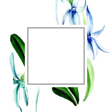 Mavi nadir orkide. Botanik çiçek. Vahşi bahar yaprak izole kır çiçeği. Suluboya arka plan illüstrasyon küme. Suluboya çizim moda aquarelle izole. Çerçeve kenarlığı süsleme Meydanı.