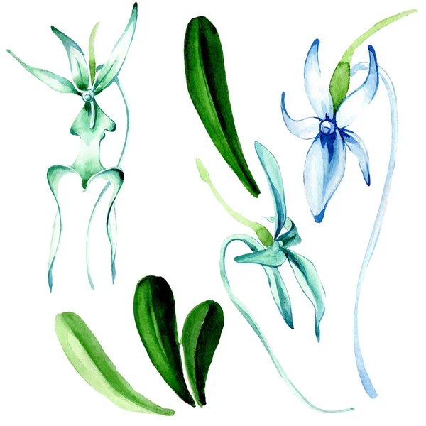 Blaue Seltene Orchidee Blütenbotanische Blume Wilde Frühlingsblume Aquarell Hintergrundillustration Set — Stockfoto