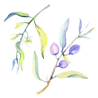 Zeytin suluboya arka plan illüstrasyon ayarlayın. Yaprakları resimde unsurlar ile izole zeytin.