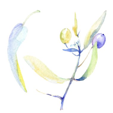 Zeytin suluboya arka plan illüstrasyon ayarlayın. Yaprakları resimde unsurlar ile izole zeytin.