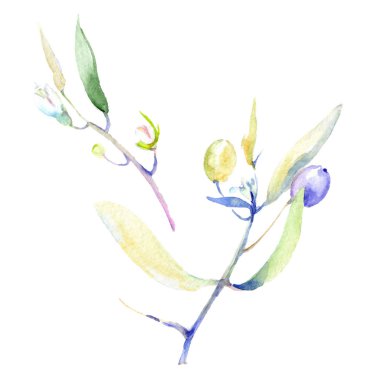 Zeytin suluboya arka plan illüstrasyon ayarlayın. Yaprakları resimde unsurlar ile izole zeytin.