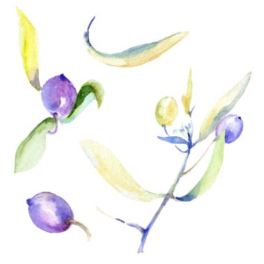 Zeytin suluboya arka plan illüstrasyon ayarlayın. Yaprakları resimde unsurlar ile izole zeytin.