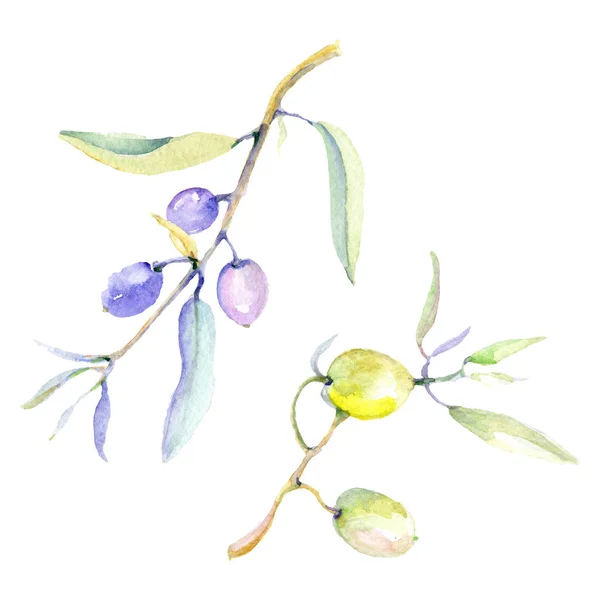 Olives Watercolor Background Illustration Set Isolated Olives Leaves Illustration Elements — Stock Photo, Image