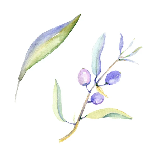 Olives Aquarelle Fond Illustration Ensemble Olives Isolées Avec Feuilles Éléments — Photo