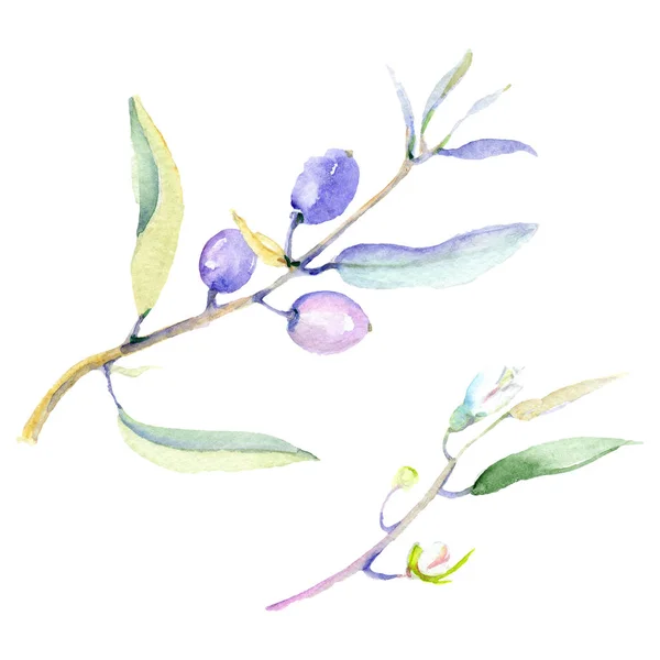 Olives watercolor background illustration set. Isolated olives with leaves illustration elements.