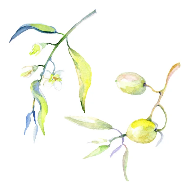 Sada Olivy Akvarel Pozadí Obrázku Izolované Oliv Listy Ilustrace Prvky — Stock fotografie