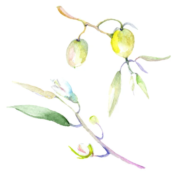 올리브 수채화 그림을 설정합니다 나뭇잎 요소와 올리브 — 스톡 사진