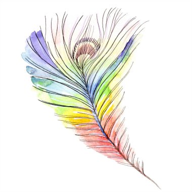 Renkli kuş tüyü izole Wing. Arka plan, doku için Aquarelle tüy. Suluboya arka plan illüstrasyon küme. Suluboya çizim moda aquarelle izole.