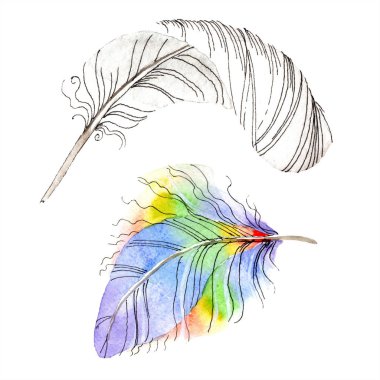 Renkli kuş tüyü izole Wing. Arka plan, doku için Aquarelle tüy. Suluboya arka plan illüstrasyon küme. Suluboya çizim moda aquarelle izole.