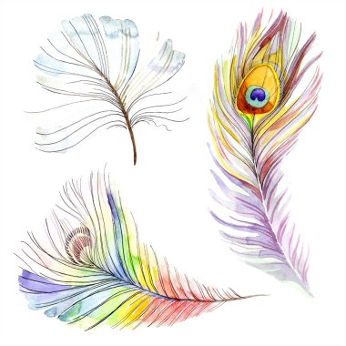Renkli kuş tüyü izole Wing. Arka plan, doku için Aquarelle tüy. Suluboya arka plan illüstrasyon küme. Suluboya çizim moda aquarelle izole.
