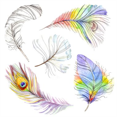 Renkli kuş tüyü izole Wing. Arka plan, doku için Aquarelle tüy. Suluboya arka plan illüstrasyon küme. Suluboya çizim moda aquarelle izole.