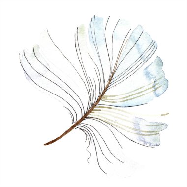 White bird feather from wing isolated. Aquarelle feather for background, texture. Watercolor background illustration set. Watercolour drawing fashion aquarelle isolated. clipart