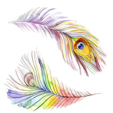 Renkli kuş tüyü izole Wing. Arka plan, doku için Aquarelle tüy. Suluboya arka plan illüstrasyon küme. Suluboya çizim moda aquarelle izole.