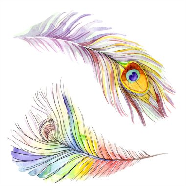 Colorful bird feather from wing isolated. Aquarelle feather for background, texture. Watercolor background illustration set. Watercolour drawing fashion aquarelle isolated. clipart