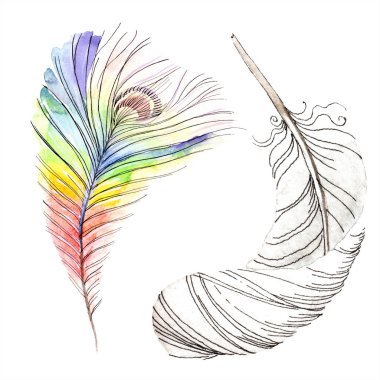 Colorful bird feather from wing isolated. Aquarelle feather for background, texture. Watercolor background illustration set. Watercolour drawing fashion aquarelle isolated. clipart