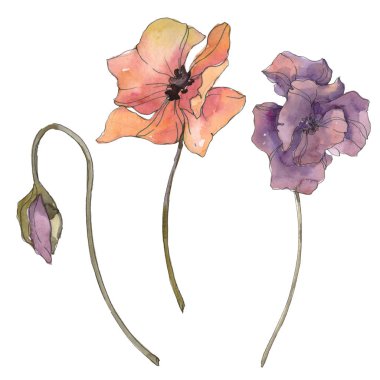 Kırmızı ve mor haşhaş botanik çiçek. Vahşi bahar yaprak izole. Suluboya arka plan illüstrasyon küme. Suluboya çizim moda aquarelle izole. İzole haşhaş illüstrasyon öğesi.