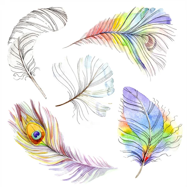 Colorful Bird Feather Wing Isolated Aquarelle Feather Background Texture Watercolor — Stock Photo, Image