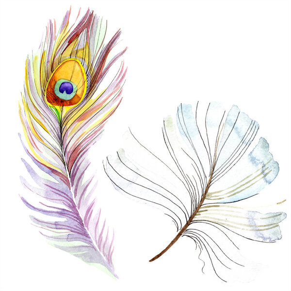 Colorful bird feather from wing isolated. Aquarelle feather for background, texture. Watercolor background illustration set. Watercolour drawing fashion aquarelle isolated.