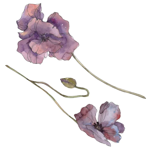 Фиолетовый Цветочный Ботанический Цветок Дикий Весенний Лист Изолирован Набор Акварельных — стоковое фото
