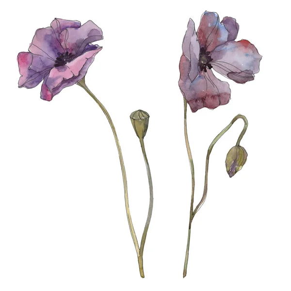 Purple Poppy Floral Botanical Flower Wild Spring Leaf Isolated Watercolor — Stock Photo, Image