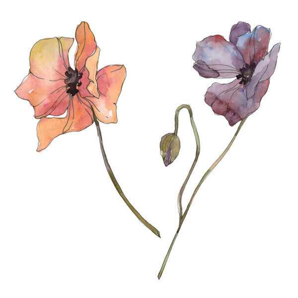 Красный и фиолетовый цветочный ботанический цветок мака. Дикий весенний лист изолирован. Набор акварельных фонов. Акварель акварель акварель изолирована. Изолированный элемент иллюстрации маков
.