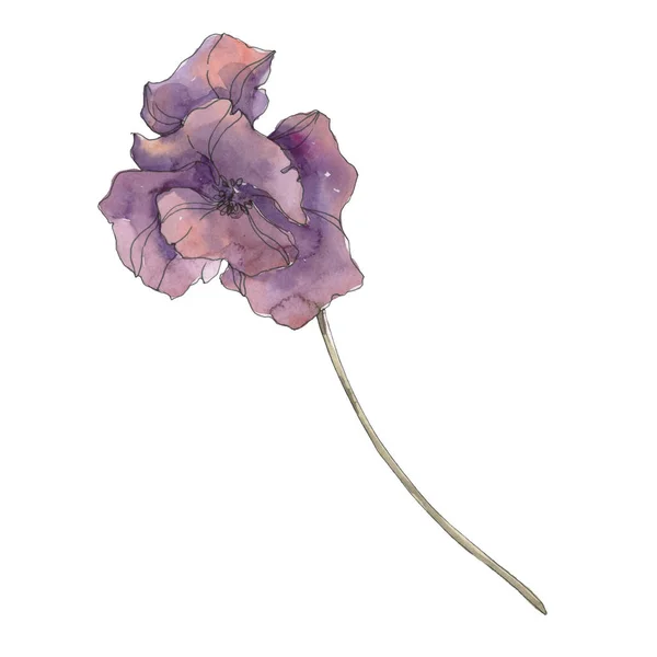 Purple Poppy Floral Botanical Flower Wild Spring Leaf Isolated Watercolor — Stock Photo, Image