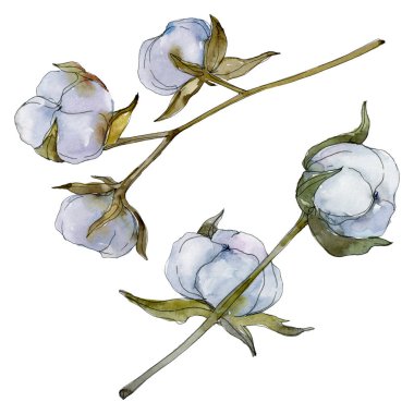 Beyaz pamuklu botanik çiçek. Vahşi bahar yaprak kır çiçeği. Suluboya arka plan illüstrasyon küme. Suluboya çizim moda aquarelle izole. İzole pamuk illüstrasyon öğesi.