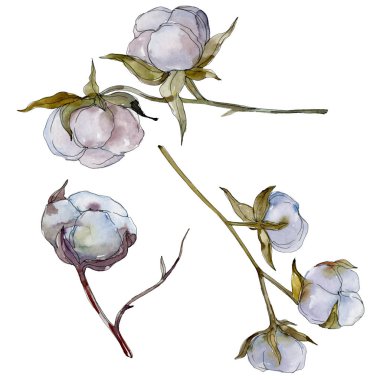 Beyaz pamuklu botanik çiçek. Vahşi bahar yaprak kır çiçeği. Suluboya arka plan illüstrasyon küme. Suluboya çizim moda aquarelle izole. İzole pamuk illüstrasyon öğesi.