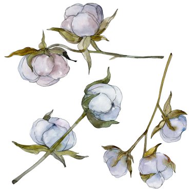 Beyaz pamuklu botanik çiçek. Vahşi bahar yaprak kır çiçeği. Suluboya arka plan illüstrasyon küme. Suluboya çizim moda aquarelle izole. İzole pamuk illüstrasyon öğesi.