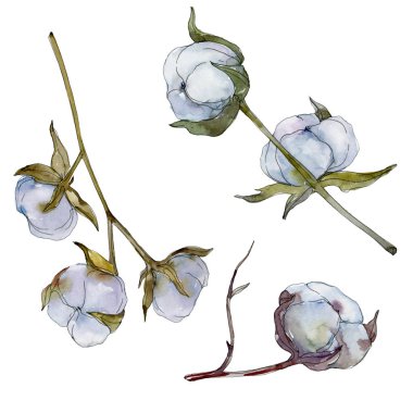 Beyaz pamuklu botanik çiçek. Vahşi bahar yaprak kır çiçeği. Suluboya arka plan illüstrasyon küme. Suluboya çizim moda aquarelle izole. İzole pamuk illüstrasyon öğesi.