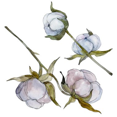 Beyaz pamuklu botanik çiçek. Vahşi bahar yaprak kır çiçeği. Suluboya arka plan illüstrasyon küme. Suluboya çizim moda aquarelle izole. İzole pamuk illüstrasyon öğesi.