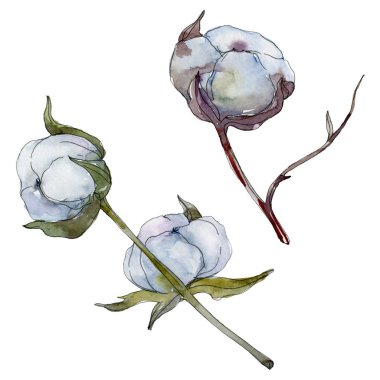 Beyaz pamuklu botanik çiçek. Vahşi bahar yaprak kır çiçeği. Suluboya arka plan illüstrasyon küme. Suluboya çizim moda aquarelle izole. İzole pamuk illüstrasyon öğesi.
