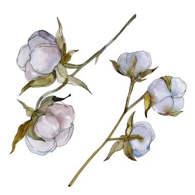Beyaz pamuklu botanik çiçek. Vahşi bahar yaprak kır çiçeği. Suluboya arka plan illüstrasyon küme. Suluboya çizim moda aquarelle izole. İzole pamuk illüstrasyon öğesi.