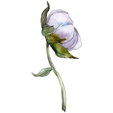 Pamuk botanik çiçek. Vahşi bahar yaprak izole kır çiçeği. Suluboya arka plan illüstrasyon küme. Suluboya çizim moda aquarelle izole. İzole pamuk illüstrasyon öğesi.