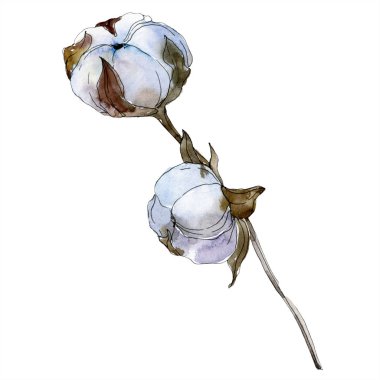 Pamuk botanik çiçek. Vahşi bahar yaprak izole kır çiçeği. Suluboya arka plan illüstrasyon küme. Suluboya çizim moda aquarelle izole. İzole pamuk illüstrasyon öğesi.
