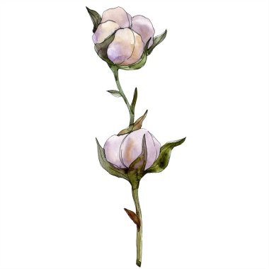 Pamuk botanik çiçek. Vahşi bahar yaprak izole kır çiçeği. Suluboya arka plan illüstrasyon küme. Suluboya çizim moda aquarelle izole. İzole pamuk illüstrasyon öğesi.