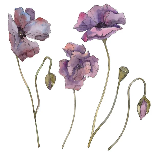 紫色罂粟花植物学花 被隔绝的狂放的春天叶子 水彩背景插图集 水彩画时尚水族馆隔离 独立的罂粟插图元素 — 图库照片