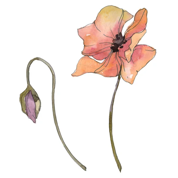 Rød Valmue Blomstret Botanisk Blomst Vildt Fjederblad Isoleret Akvarel Baggrund - Stock-foto