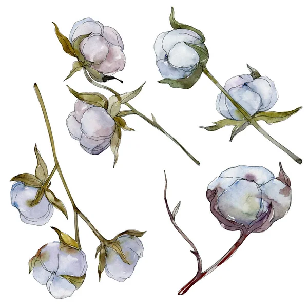 Witte Katoenen Bloemen Botanische Bloem Wild Voorjaar Blad Wildflower Aquarel — Stockfoto