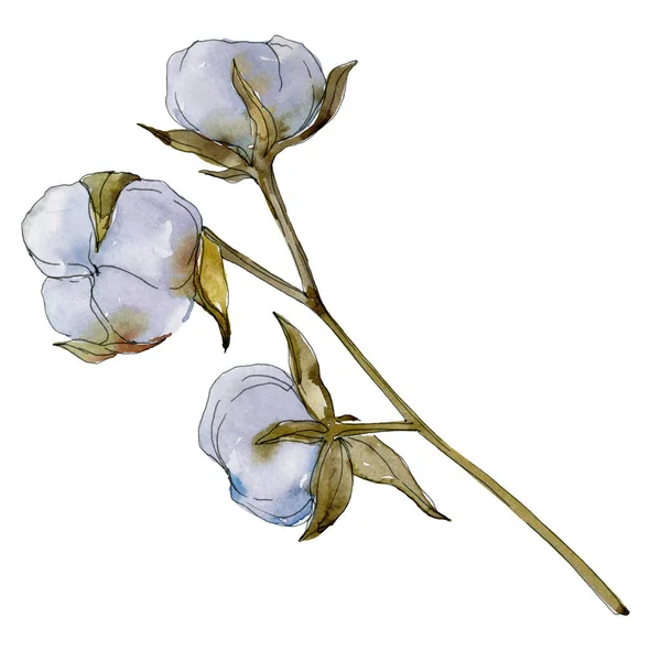 Flor Botánica Floral Algodón Blanco Flor Silvestre Hoja Primavera Conjunto — Foto de Stock