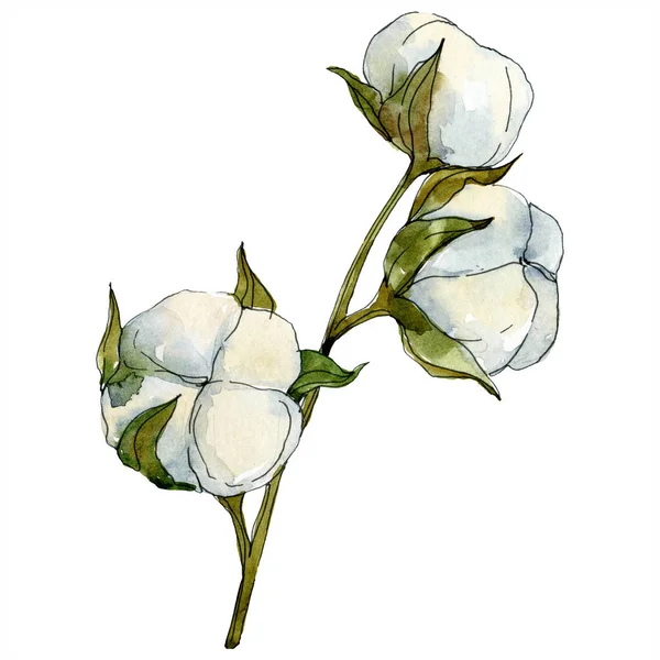 Βαμβακερό Φλοράλ Βοτανικό Λουλούδι Άγρια Άνοιξη Φύλλων Wildflower Απομονωμένη Ακουαρέλα — Φωτογραφία Αρχείου