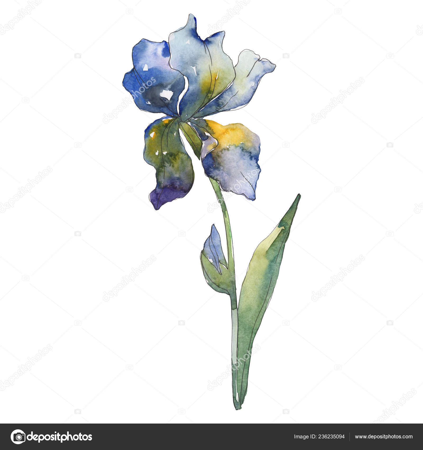 Blue Iris Floral Botanical Flower Wild Spring Leaf Wildflower ...