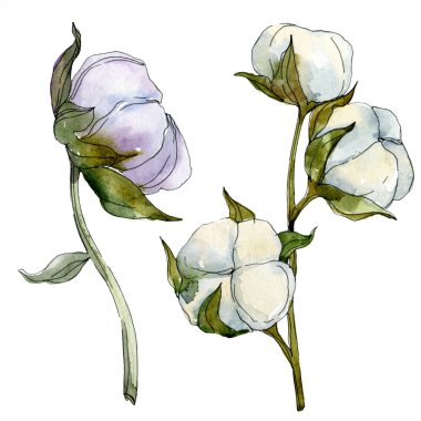 Pamuk botanik çiçek. Vahşi bahar yaprak izole kır çiçeği. Suluboya arka plan illüstrasyon küme. Suluboya çizim moda aquarelle izole. İzole pamuk illüstrasyon öğesi.