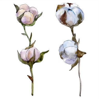 Pamuk botanik çiçek. Vahşi bahar yaprak izole kır çiçeği. Suluboya arka plan illüstrasyon küme. Suluboya çizim moda aquarelle izole. İzole pamuk illüstrasyon öğesi.